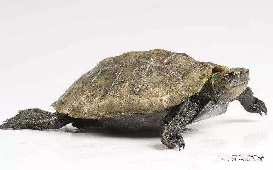 为什么草龟总是打架,幼龟打架是什么问题