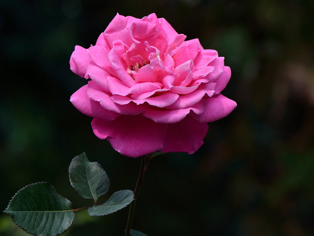 月季玫瑰分不清的意思,月季跟玫瑰的区别哪个好养