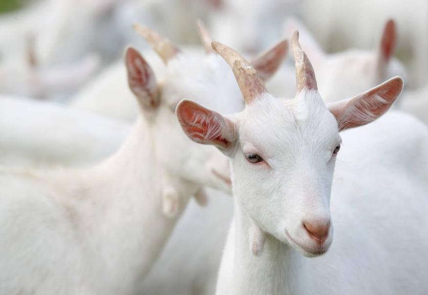 婴儿羊奶粉排行榜十强有哪些品牌,婴儿羊奶粉口碑最好的前十名排名