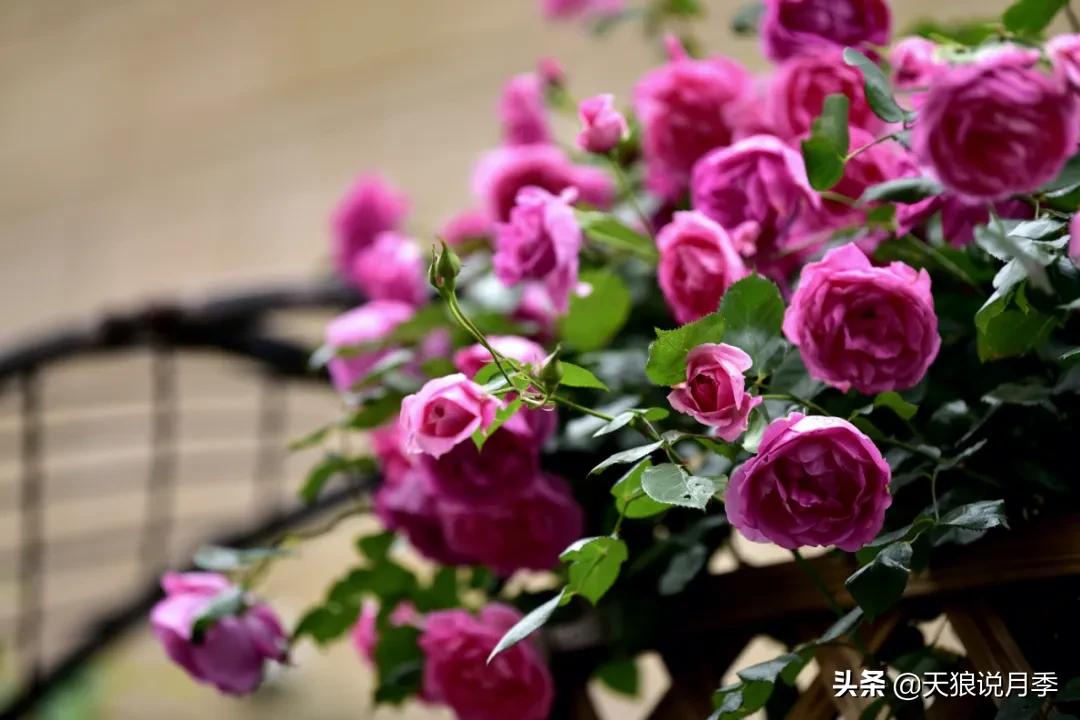 花友家的春花都开爆爆爆了，快来云赏花！（上）