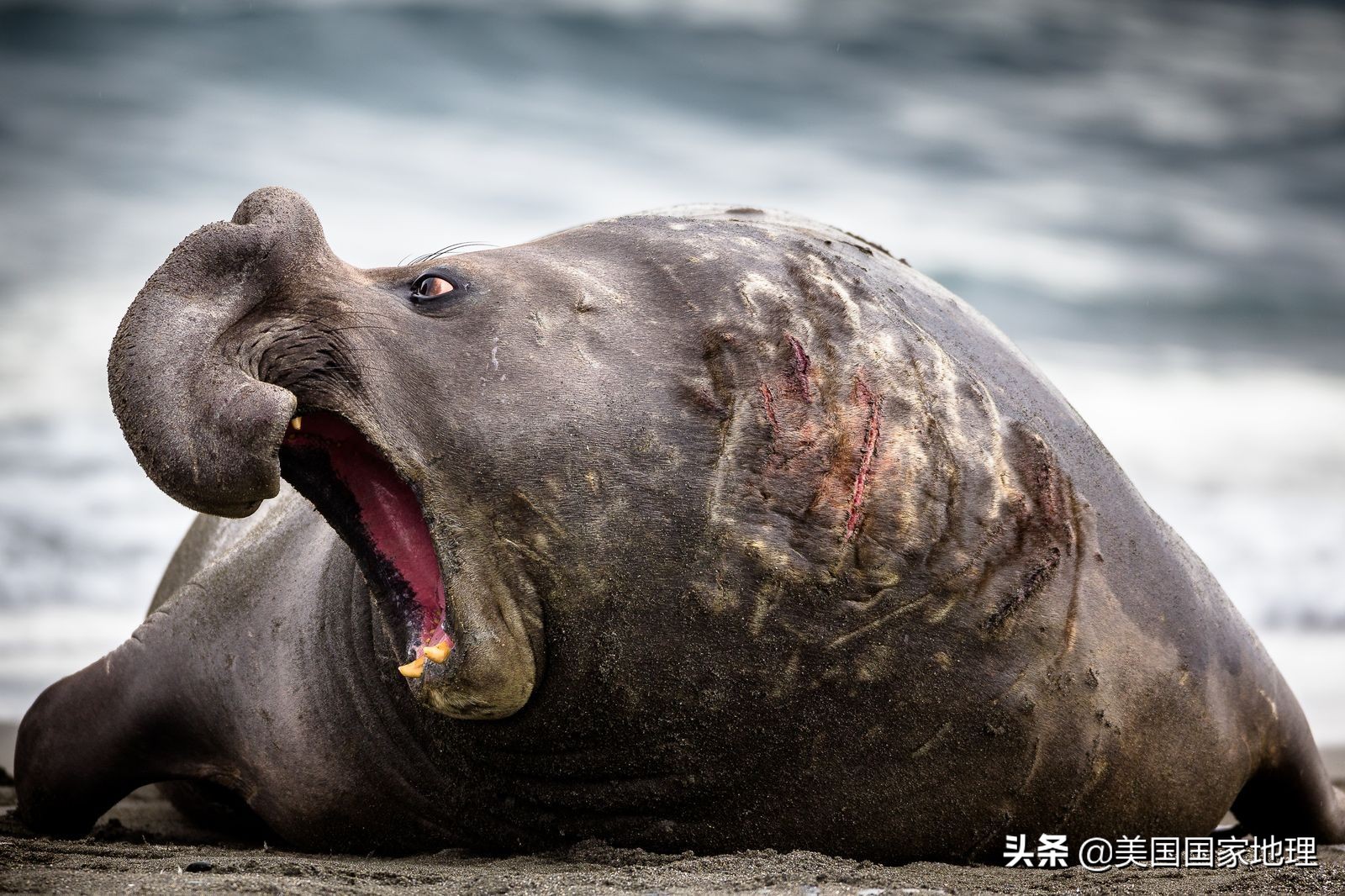 你见过的海豹都这么逗吗？！