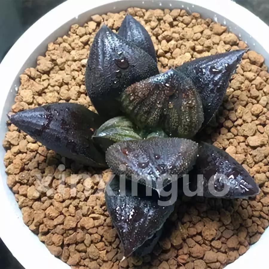 郭氏---台湾行之李瑞斌大棚及布楚礼多肉植物园游记