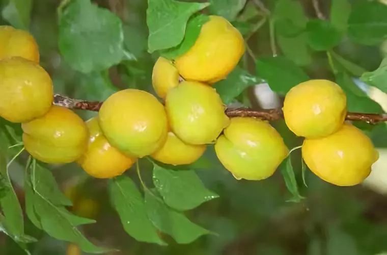 全国各地最全特产,全新疆特产