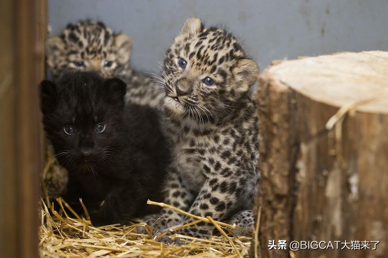 黑豹是哪个国家猫科动物,黑豹动物是哪个品种的豹子