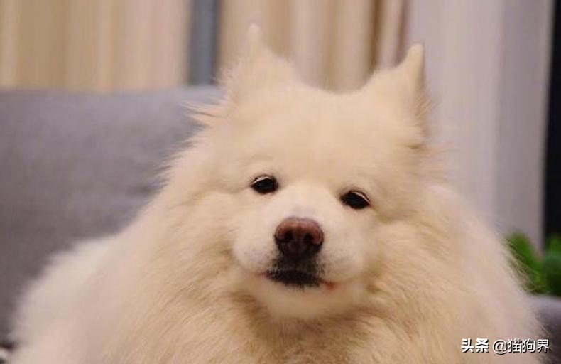 冬天狗狗冷怎么办,狗狗怕冷吗狗狗怕冷的表现有哪些