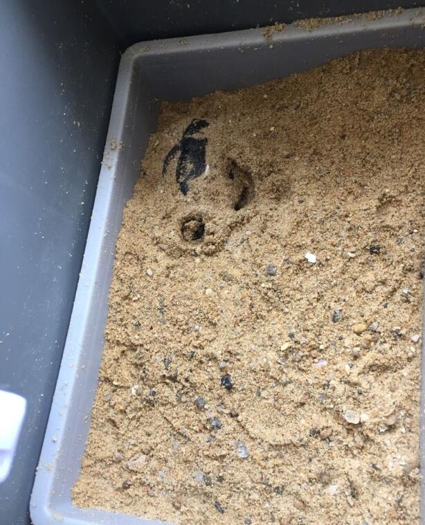 乌龟吃沙龟有什么影响,乌龟会吃陶粒吗