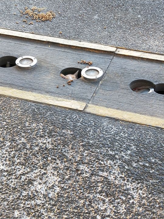 今日萌图,仓鼠身上长了疑似肿瘤的东西