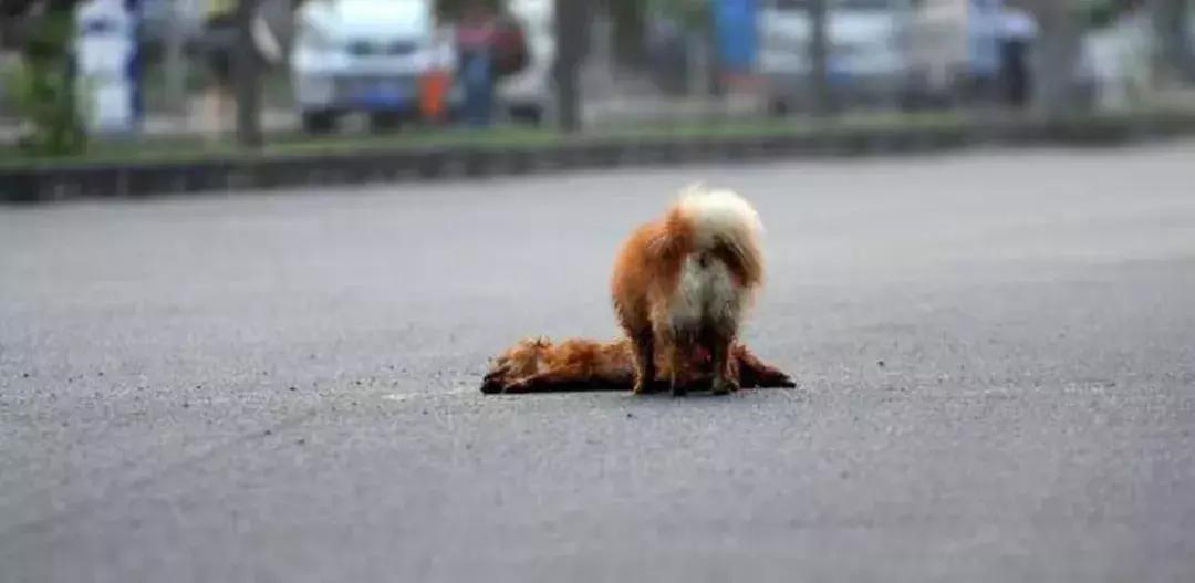 流浪狗伤人怎么解决,遇到流浪狗该如何救助