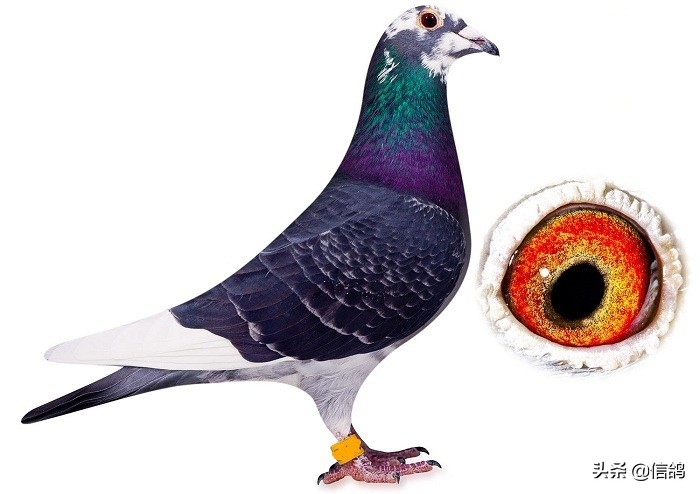 种鸽产无精蛋的原因及解决方法