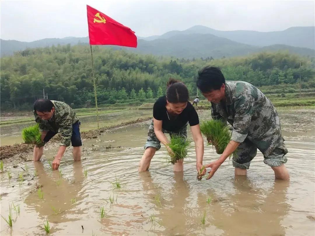 看！这是临安“雪山大米”的故事