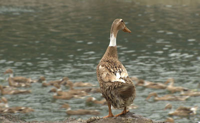 鸭子软脚病是什么原因,鸭子软脚病要用什么药