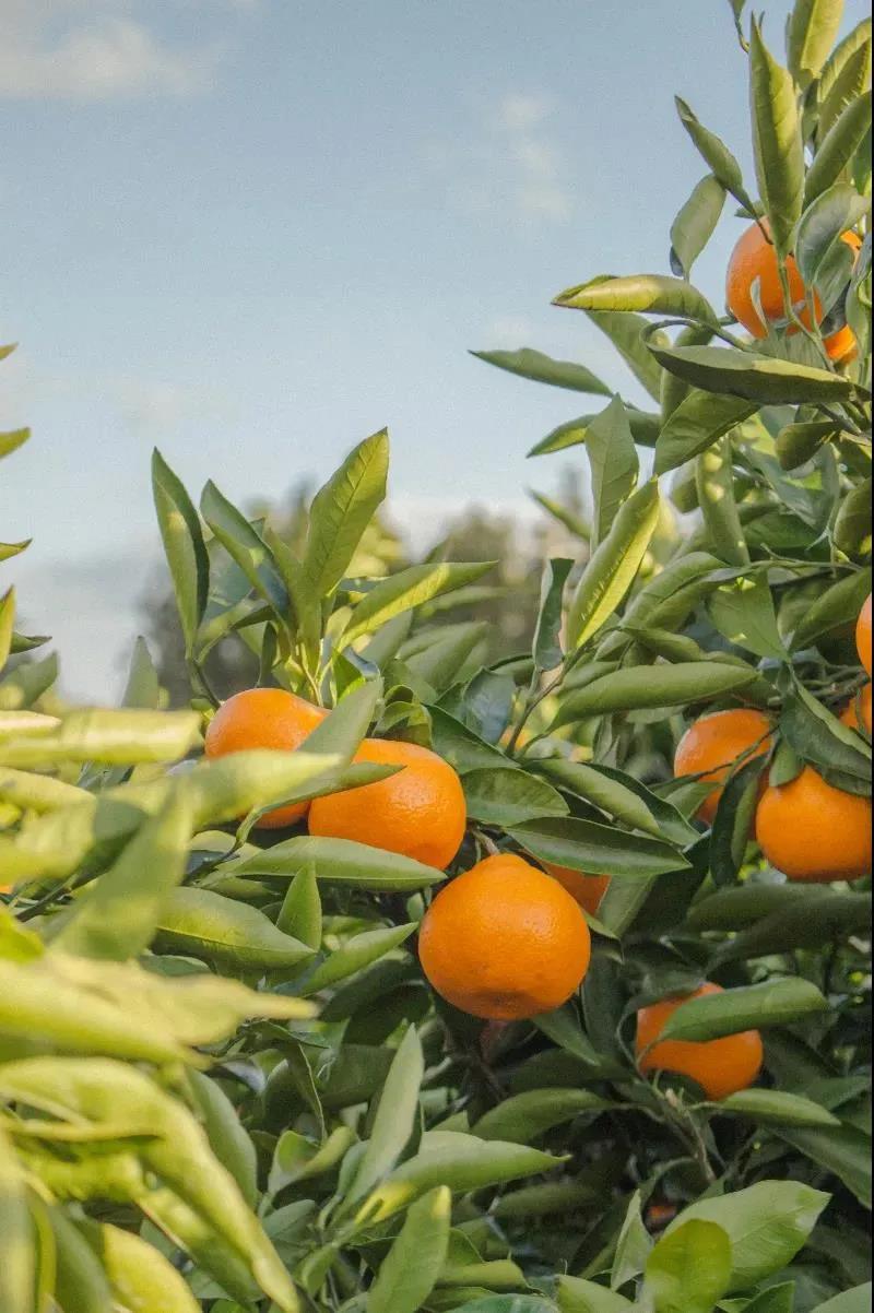 云南大理水果之乡,大理宾川水果基地