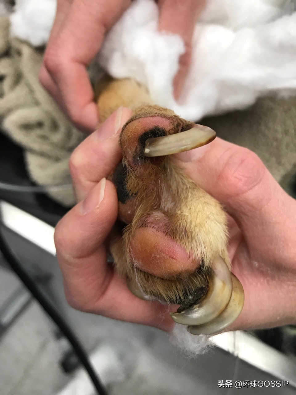 救了一只骨瘦如柴的狗狗,被遗弃的小狗骨瘦如柴