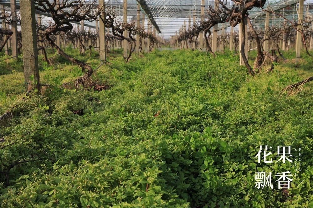 葡萄园有什么发展,葡萄园投入和收入