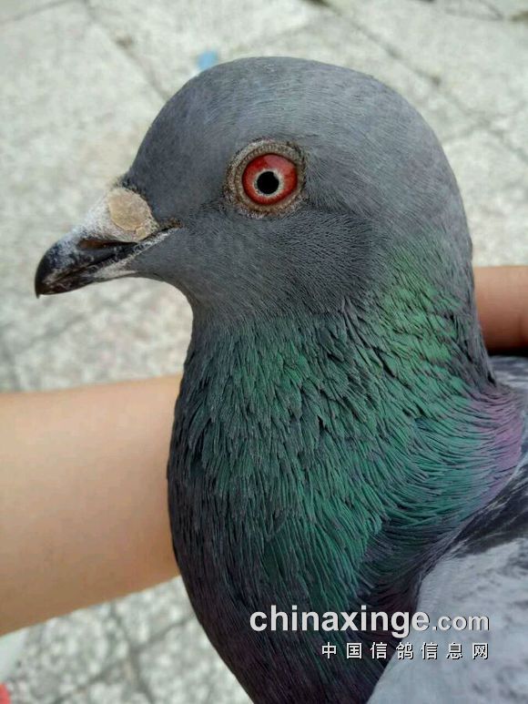 幼鸽被别人的鸽子带走了怎么办,幼鸽被鸽群带走还能回来吗