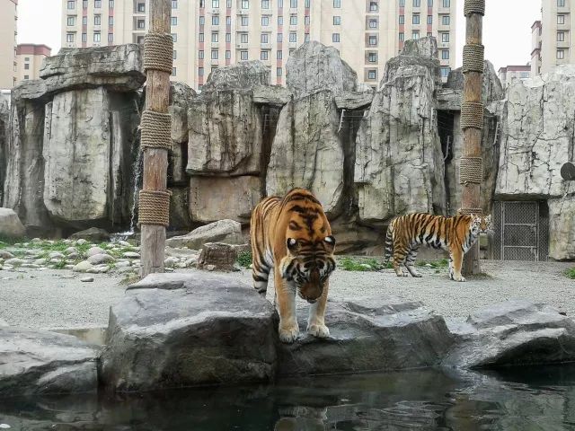 在上海迪士尼怎么玩比较快呢,在上海迪士尼玩一整天