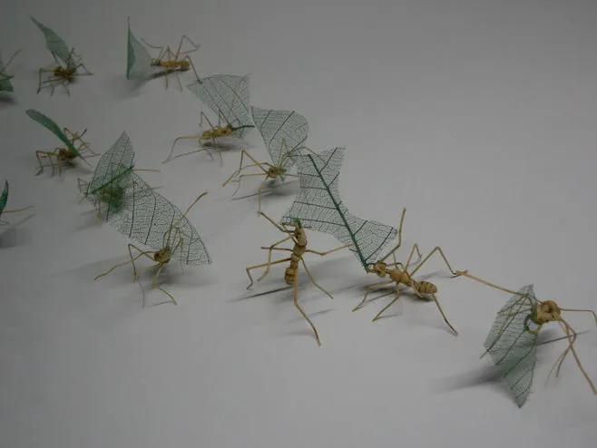 切叶蚁的真实视频,切叶蚁吃什么真菌