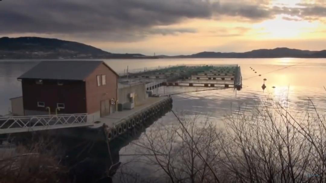 “最毒僵尸鱼”,外媒曝挪威三文鱼养殖乱象,看完胃不好了