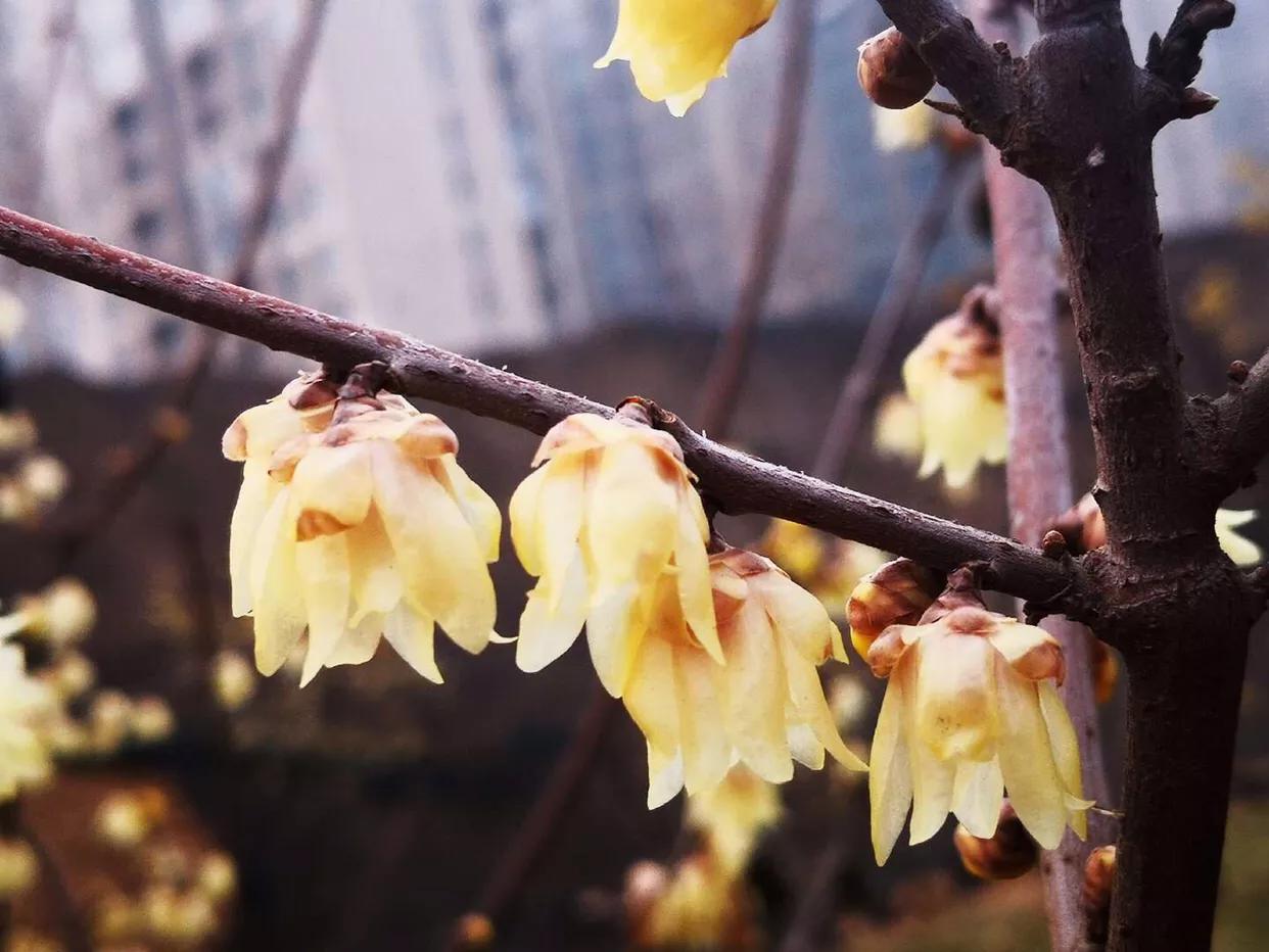 腊梅花开得正艳,腊梅满园盛开香气扑鼻