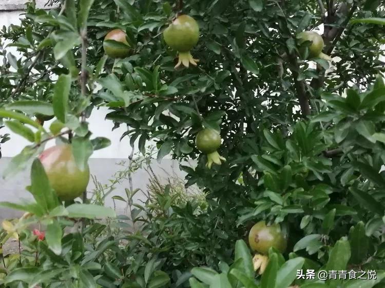 石榴的正确吃法,石榴皮煮水的功效与作用