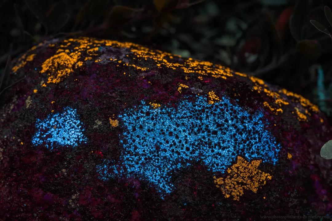 紫外线外星人真的存在吗,外星生命紫外线