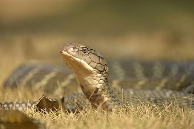 中国十大毒蛇银环蛇排名第几 (中国的毒蛇)