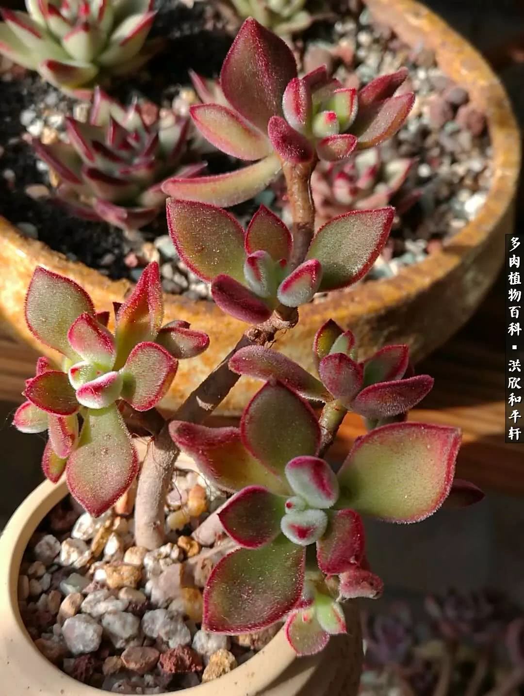 多肉的四季轮回,四季轮回多肉