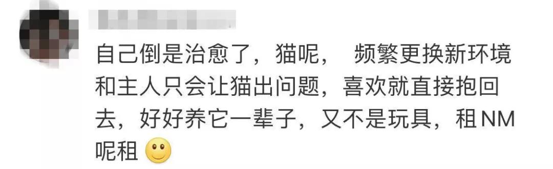 租猫一天多少合适,猫咪租赁一般多少钱