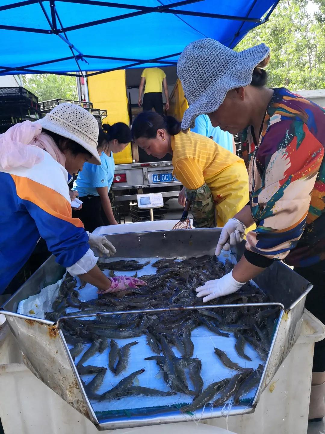 热食柠香南美鲜虾低脂意面,南美鲜虾沙拉优惠团购