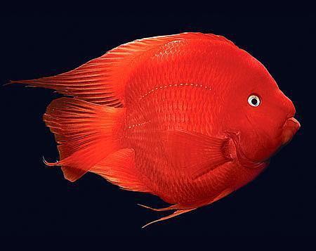 观赏鱼种类大全,观赏鱼鲨鱼的种类