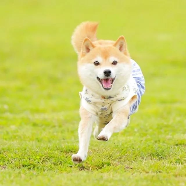 比人还会拍照的狗,简直萌炸朋友圈了