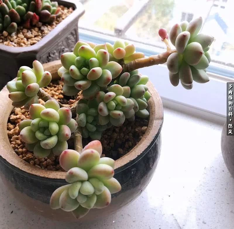 顺风不浪逆风不怂文字图片,顺风不飘逆风不怂绝境不慌