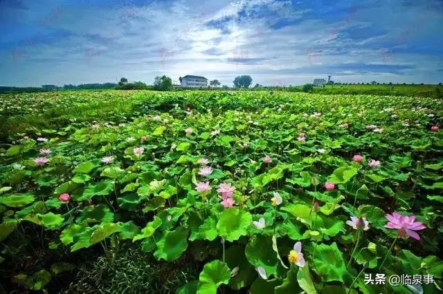 最新安徽61县市经济实力排行榜！临泉排名前列！