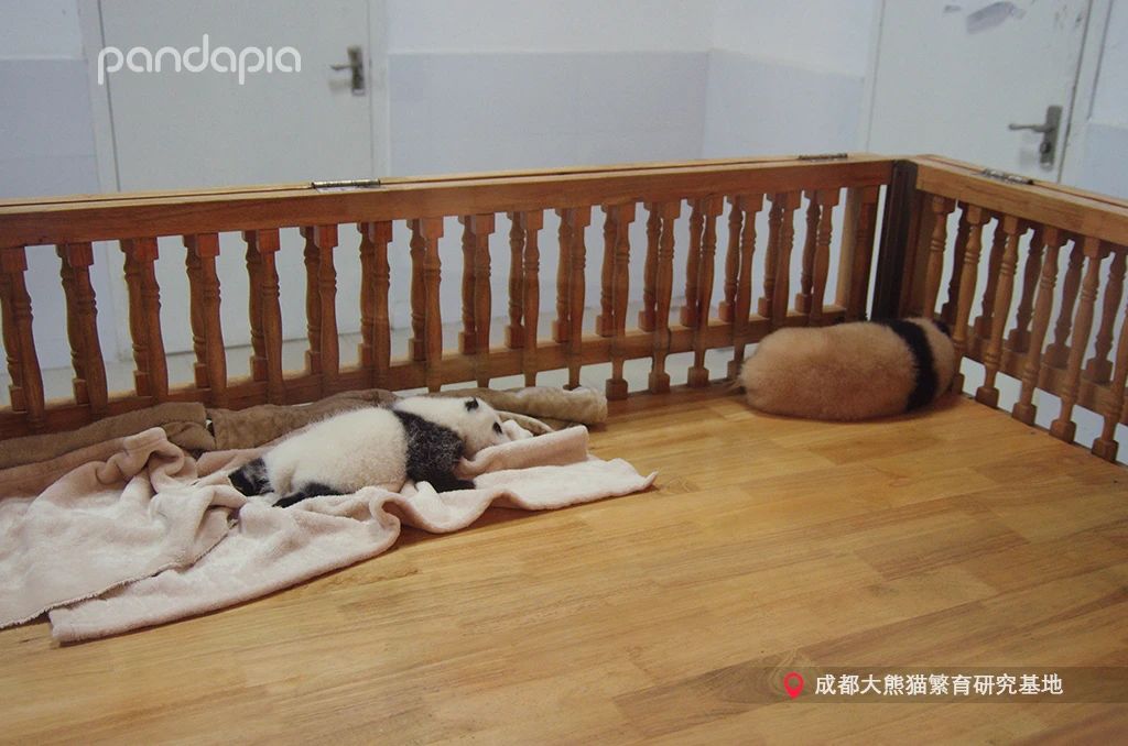 新品种大熊猫七仔,大熊猫花花和大熊猫七仔