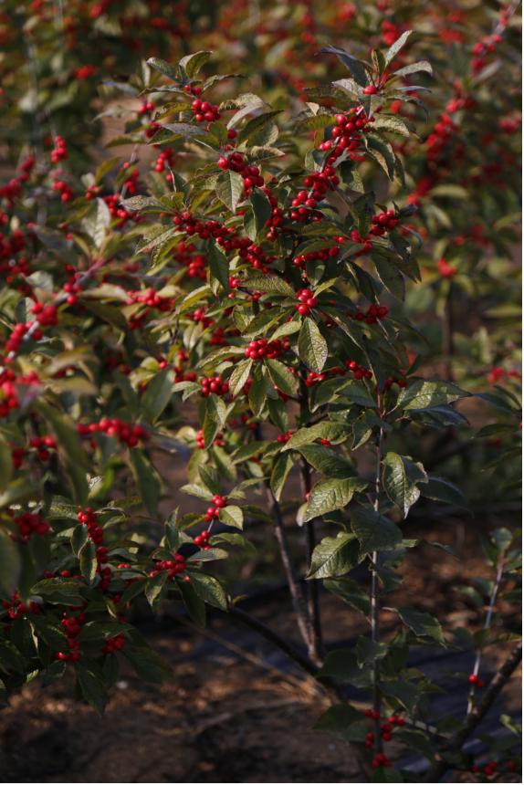 北美冬青耐阴么,北美冬青为什么这么贵