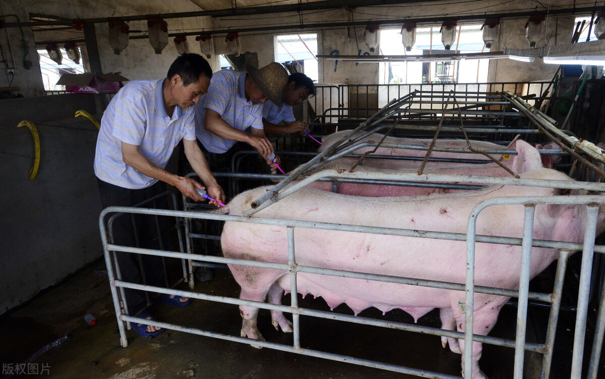 985头美国*猪种**落户四川,天价丹麦猪入境合肥,土猪或将灭绝?