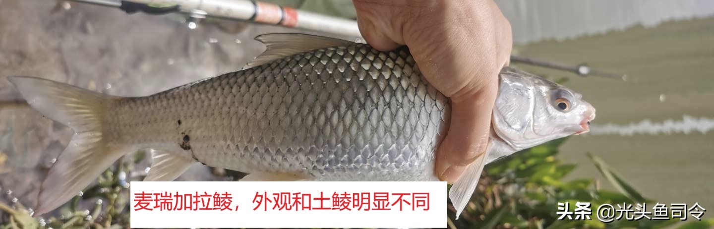 鲮鱼是土鲮吗,土鲮和泰鲮麦鲮鱼的区别