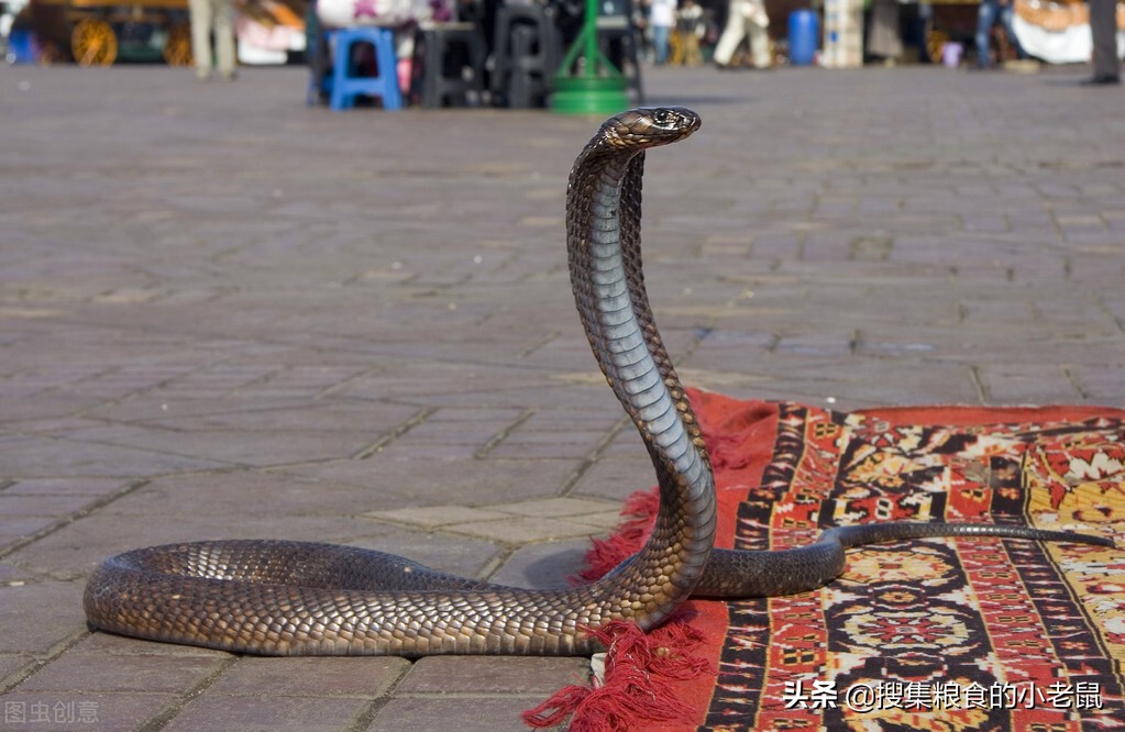 世界上比蛇恐怖的动物,世界上最恐怖的蛇前十名