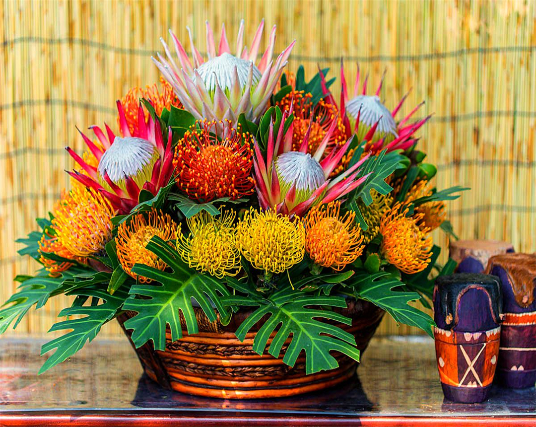 帝王花养殖方法及花语介绍,帝王花的种植方法和注意事项