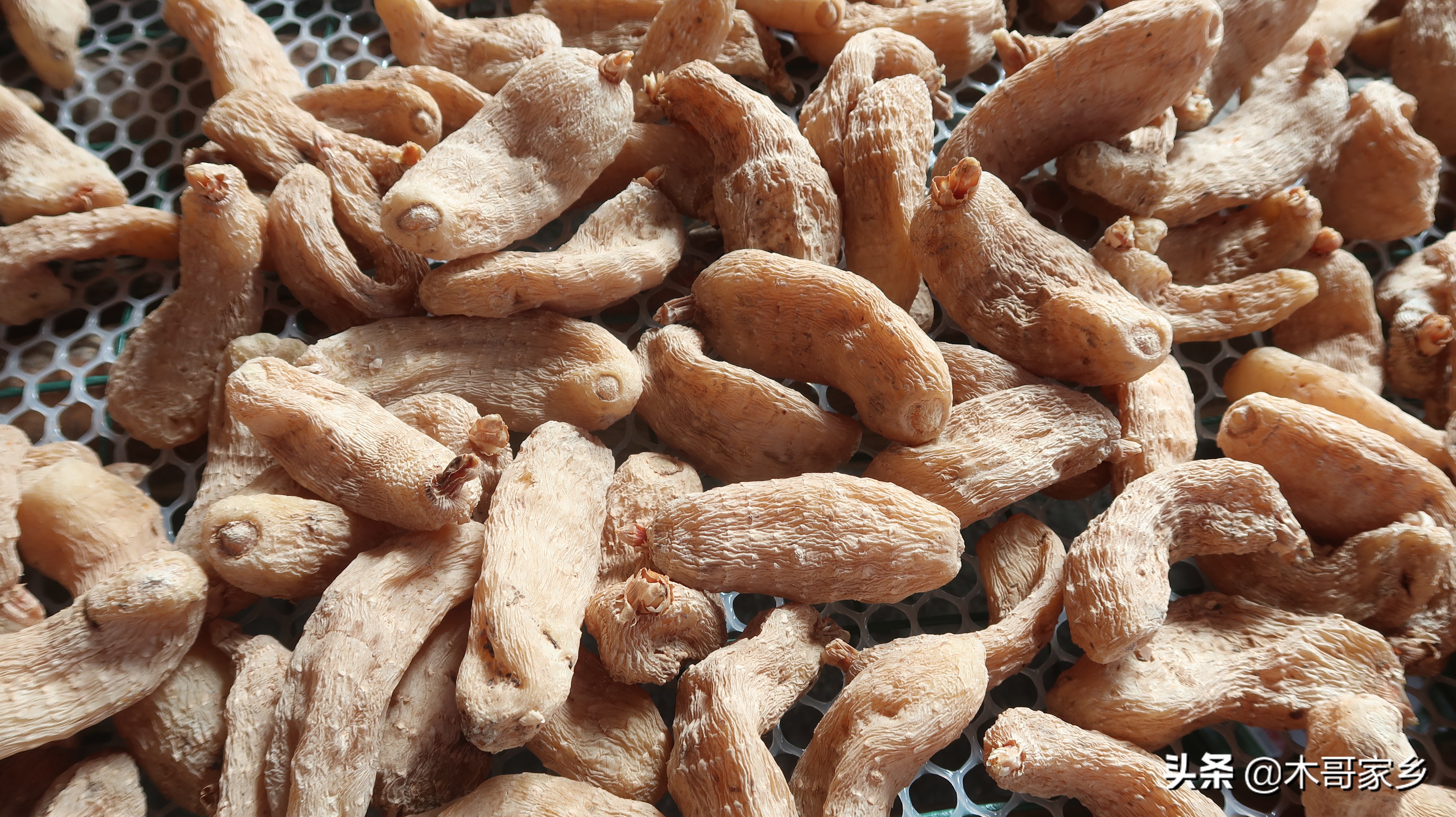 天麻在晒干过程中发霉了怎么办,天麻表面有白色一层是不是发霉