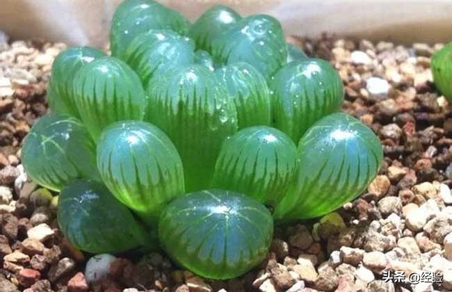 玉露的花语是什么意思,冰灯玉露的花语