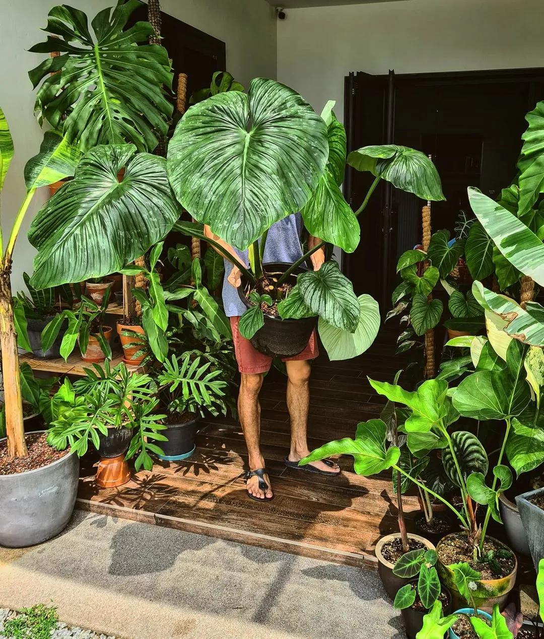 10片叶子的绿植,室内绿植盆栽一元