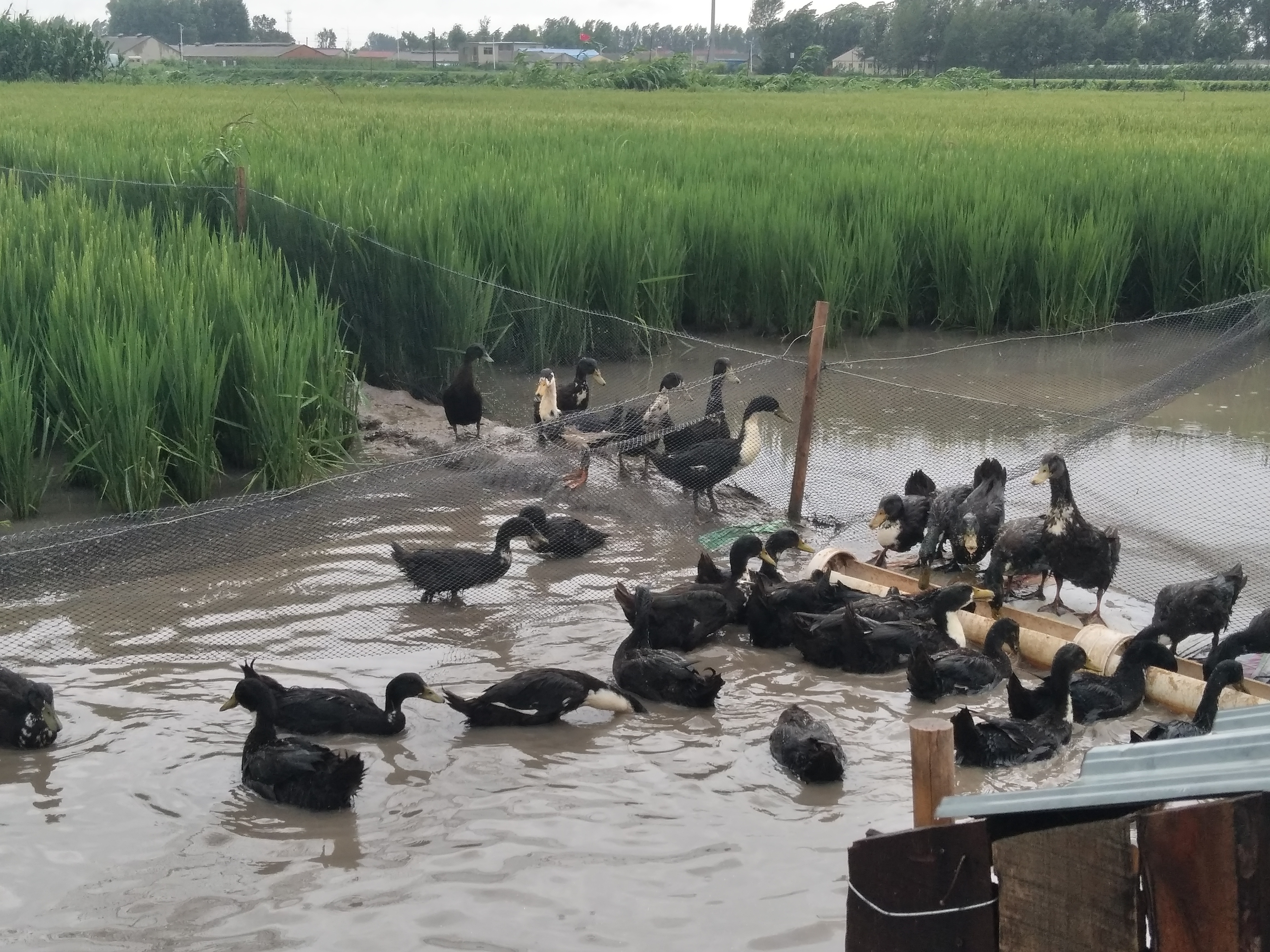 健康首选食品,鸭米庄园天然生态大米