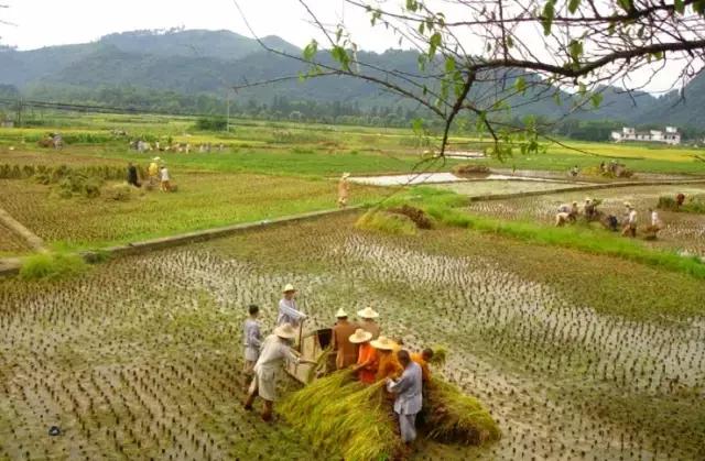 农禅并重的意义,农禅并重的寺院