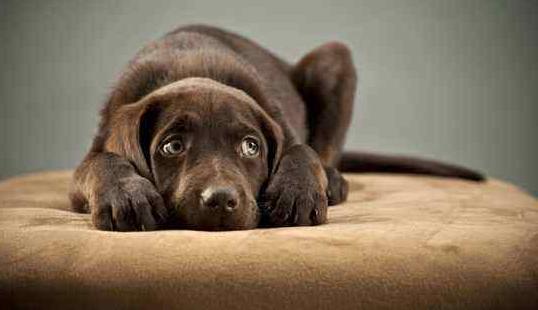 幼犬到家胆小怕人？如何让它安心、适应环境