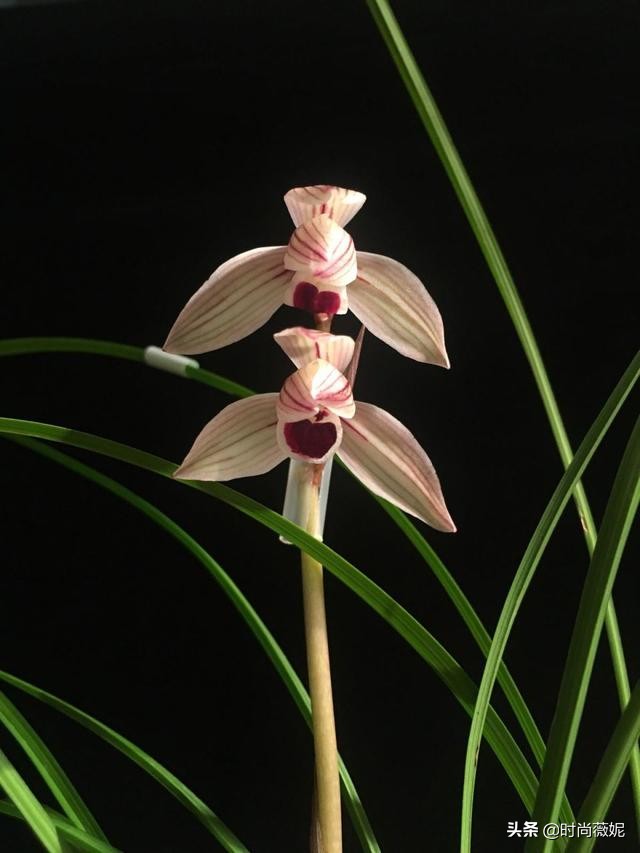 莲瓣兰有收藏价值吗,莲瓣兰12名品图解