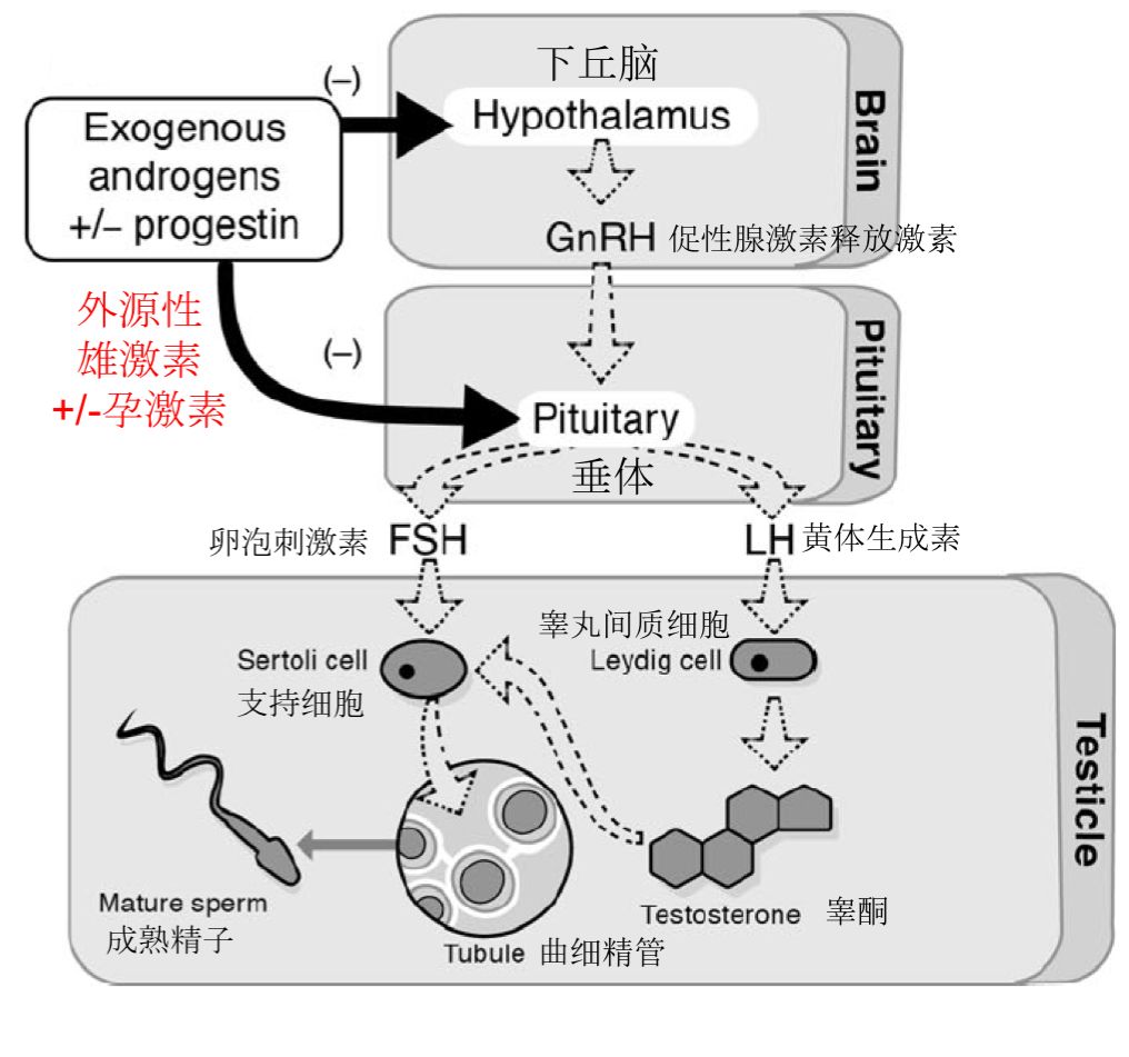 避孕药对男性的危害和副作用,男性避孕药最好的用法是什么