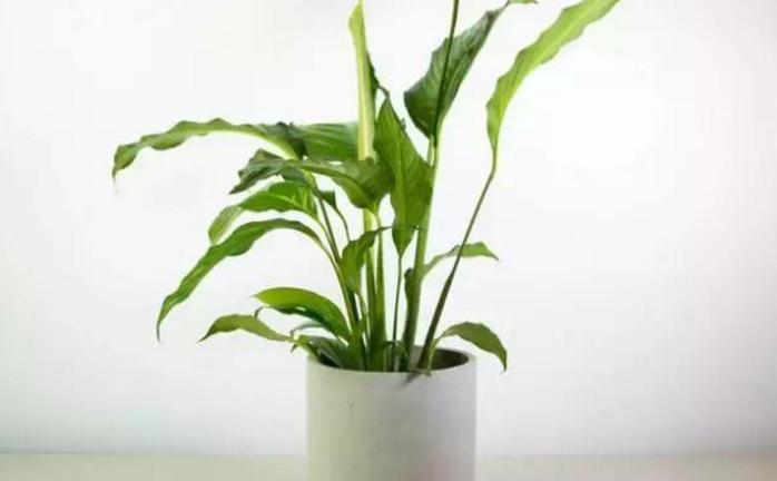 一帆风顺怎么才能开出大的花朵,一帆风顺怎么开出白花