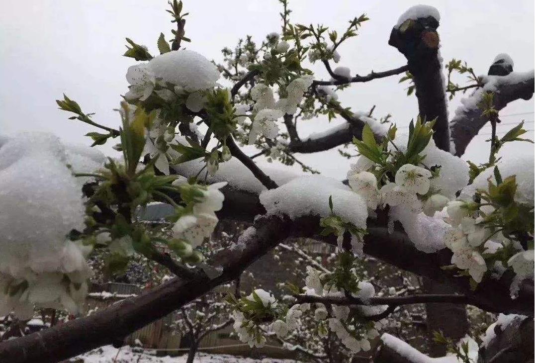 樱桃早春冻害怎么办?预防不当,颗粒无收!