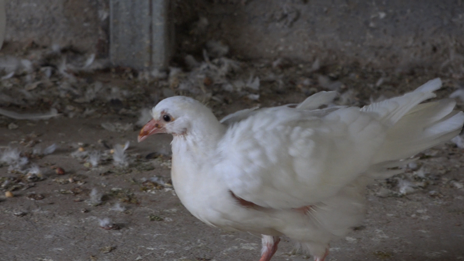 母鸽不产蛋有什么好的治疗办法,母鸽下完蛋被拿走了多久能再下蛋